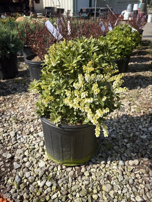 Cavatine Andromeda (Pieris)