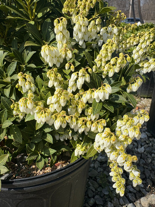 Cavatine Andromeda (Pieris)