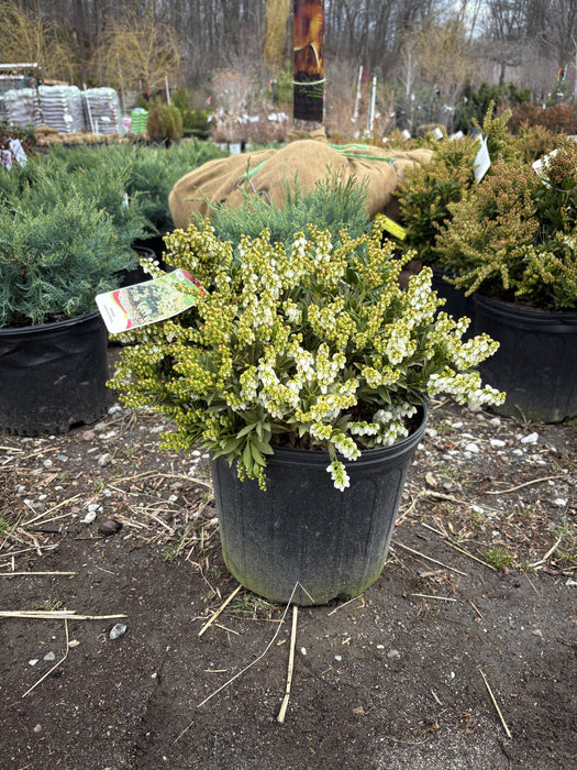 Prelude Pieris