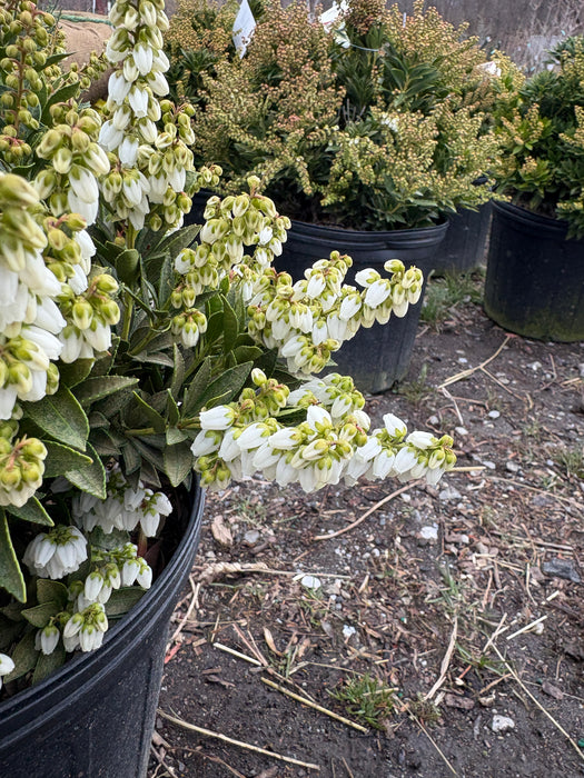 Prelude Pieris