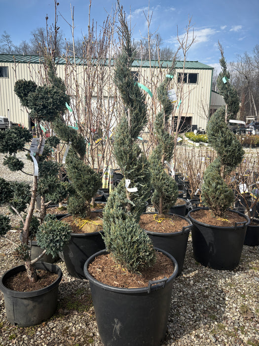 Spiral Wichita Juniper