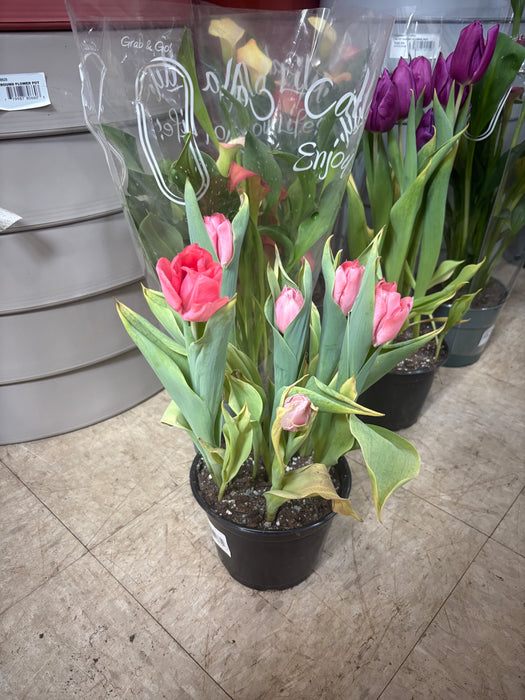 Easter Tulip