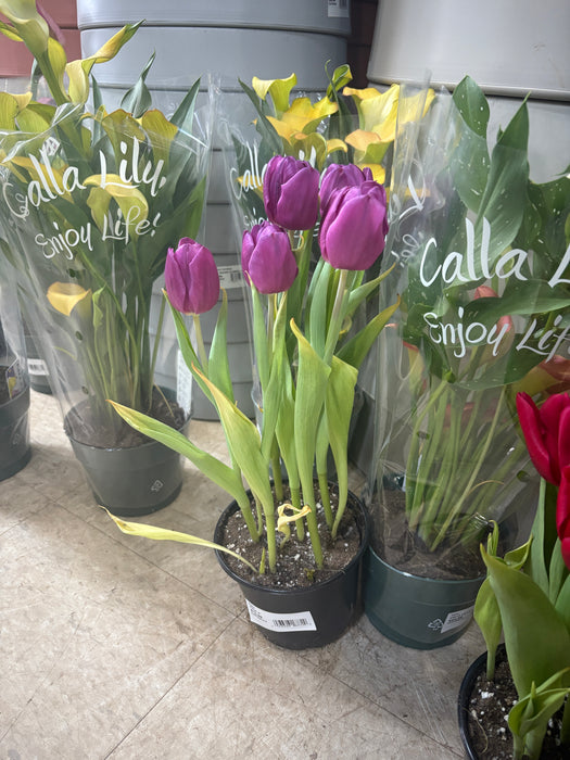 Easter Tulip