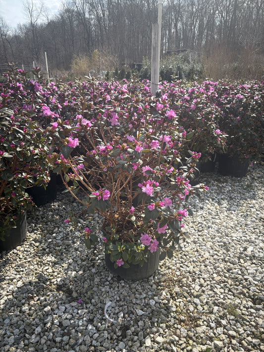 PJM Rhododendron