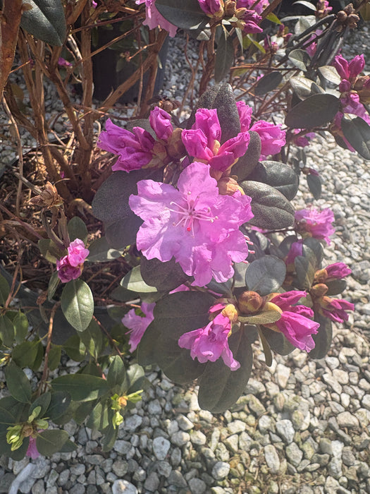 PJM Rhododendron