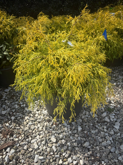 Gold Mop Cypress