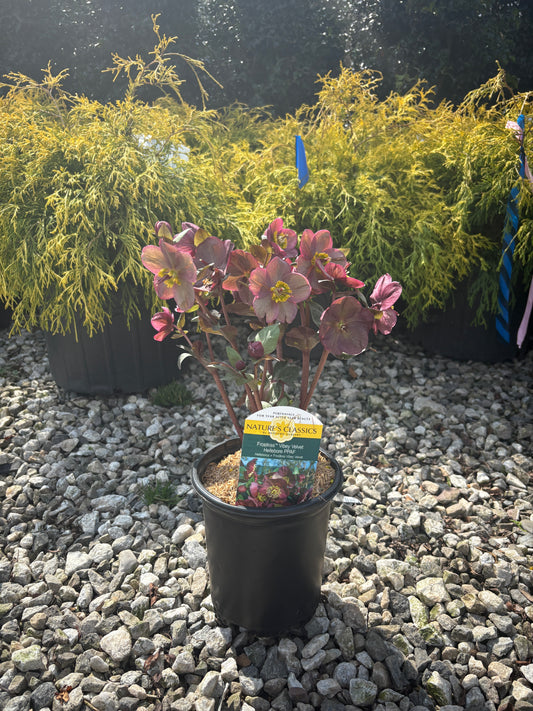 FrostKiss™ Vibey Velvet® Lenten Rose