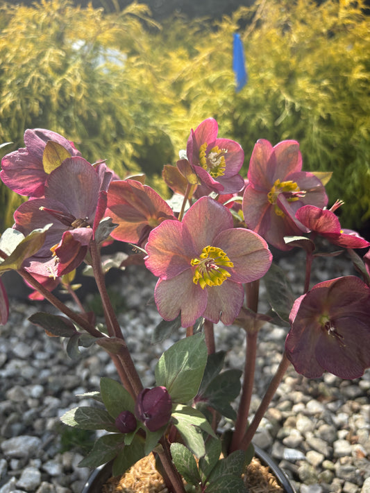 FrostKiss™ Vibey Velvet® Lenten Rose
