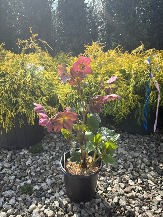 Ice N' Roses® Red Hellebore