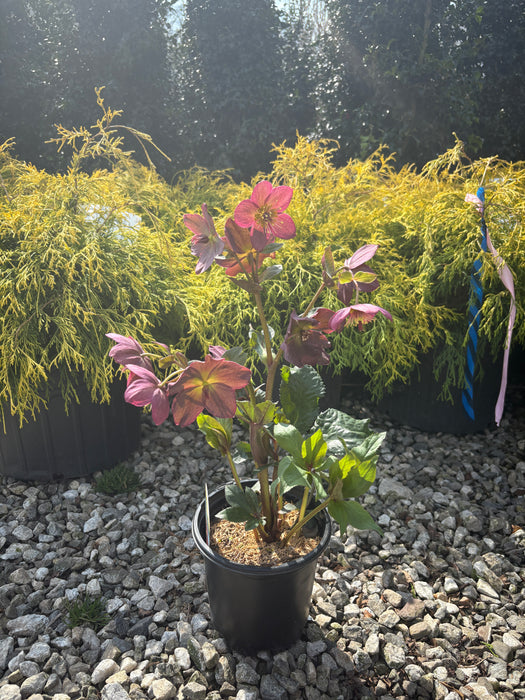 Ice N' Roses® Red Hellebore