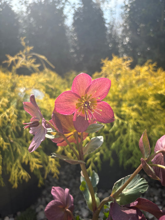 Ice N' Roses® Red Hellebore