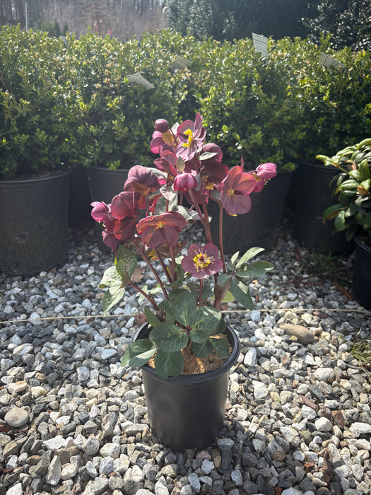 Frostkiss® Pippa's Purple Lenten Rose