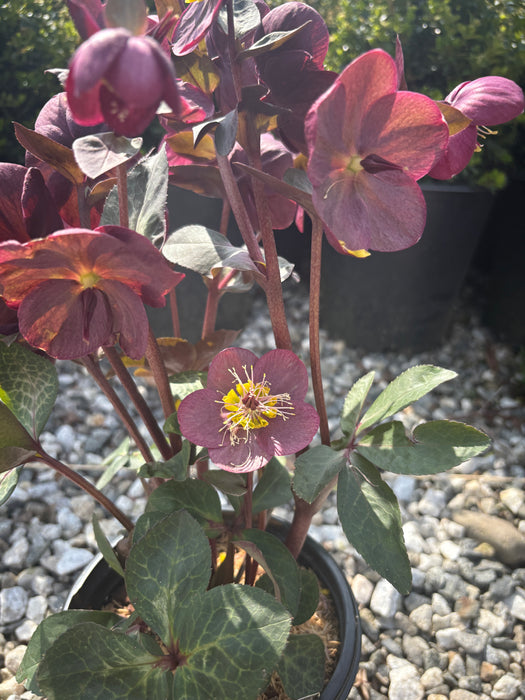 Frostkiss® Pippa's Purple Lenten Rose
