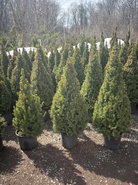 Dwarf Alberta Spruce