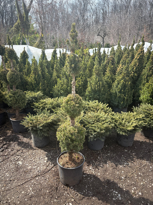 Dwarf Alberta Spruce