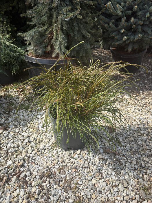 Whipcord Western Red Cedar