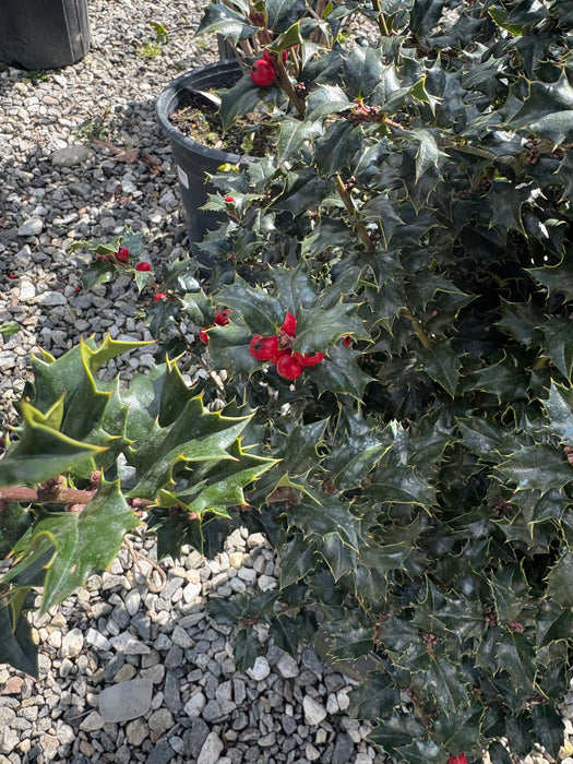 Red Beauty® Holly