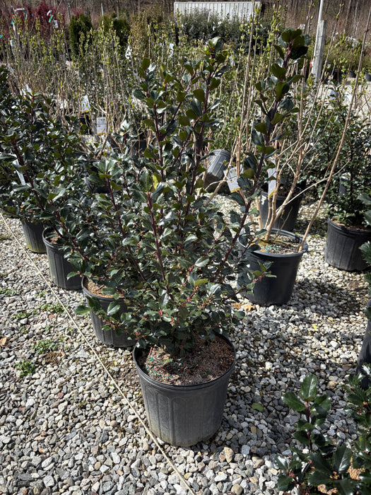 Blue Prince Holly
