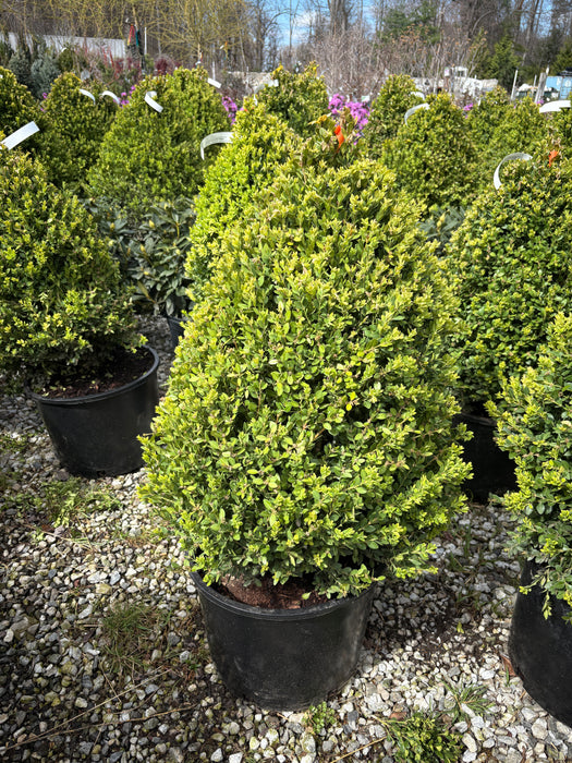 Green Mountain Boxwood