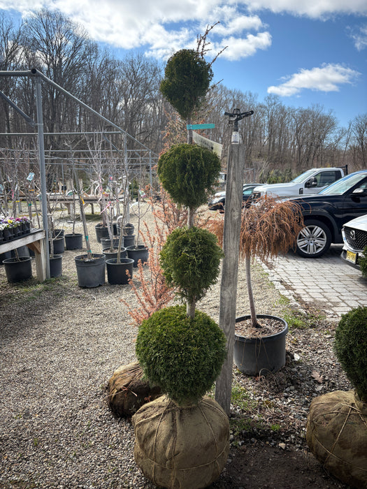 Emerald Green American Arborvitae