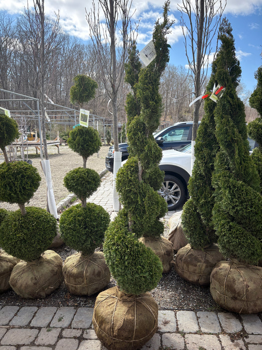 Emerald Green American Arborvitae