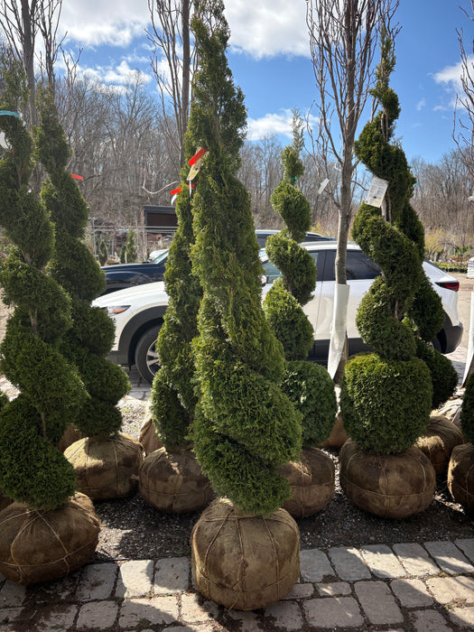 Emerald Green American Arborvitae