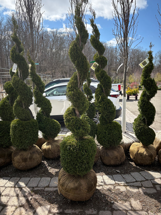 Emerald Green American Arborvitae