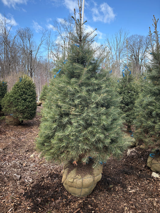 Concolor Fir