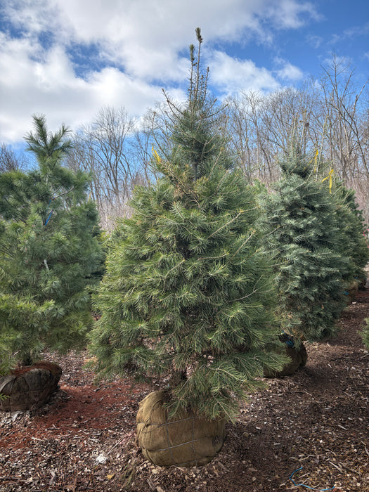 Concolor Fir