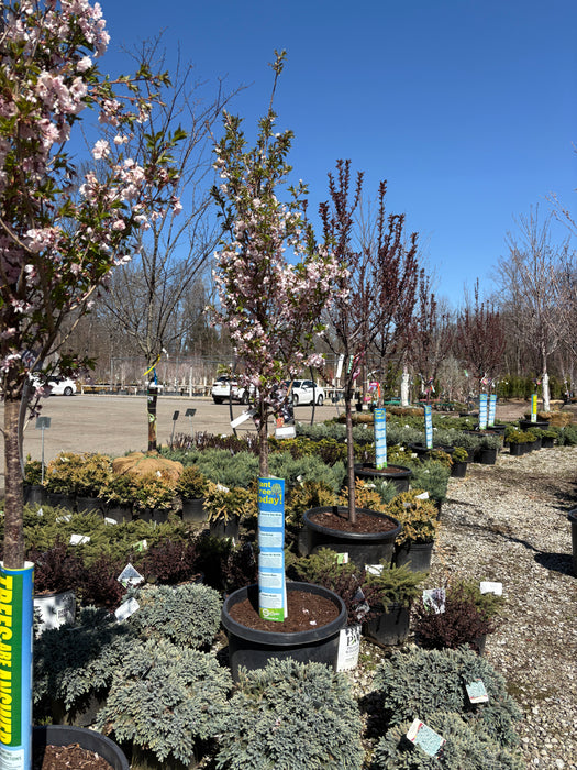 First Blush Flowering Cherry