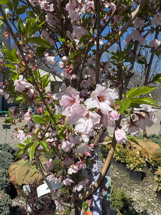 First Blush Flowering Cherry