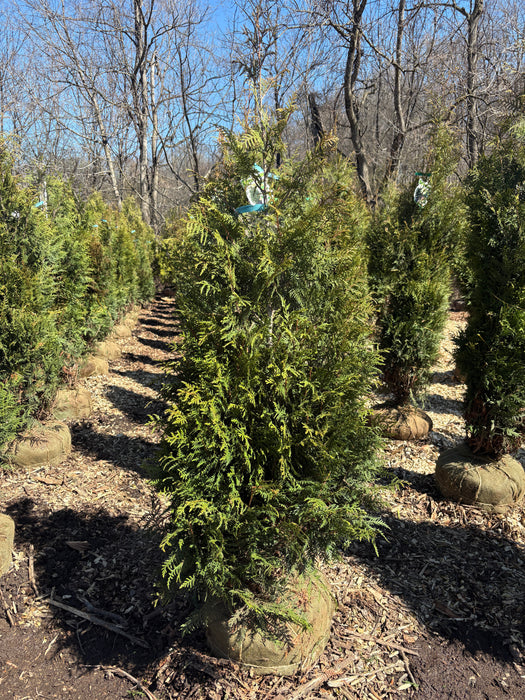 Leprechaun™ Arborvitae