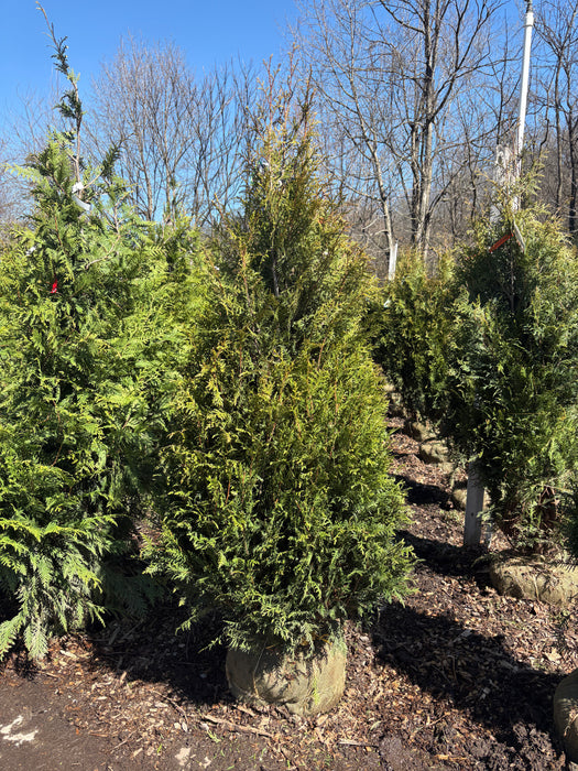 Leprechaun™ Arborvitae