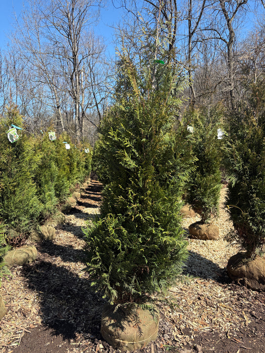 Leprechaun™ Arborvitae