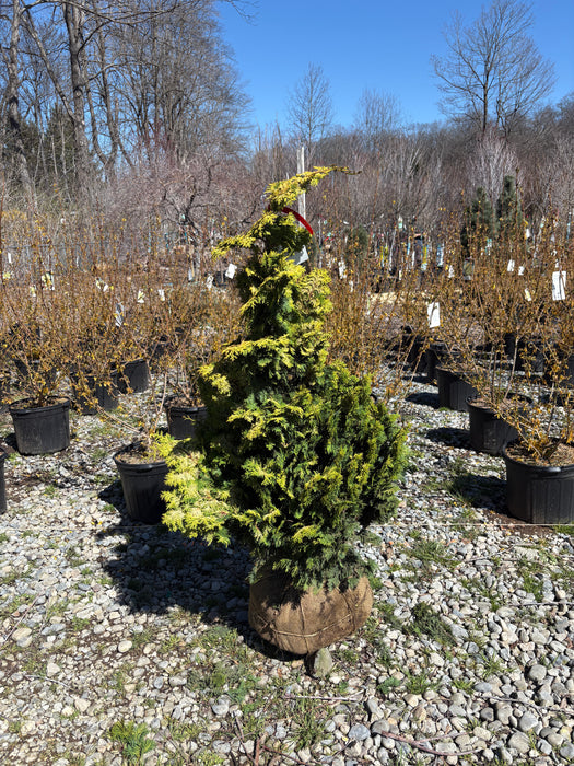 Golden Hinoki Cypress