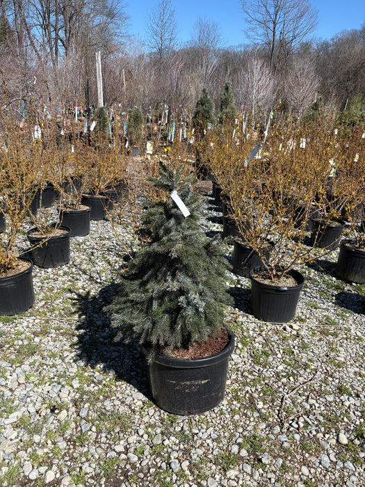 Brun's Weeping Serbian Spruce