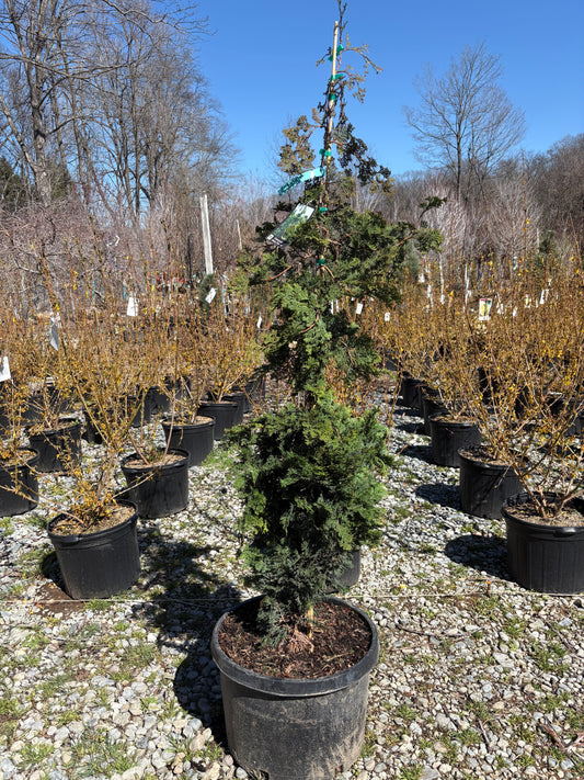 Green Slender Hinoki False Cypress