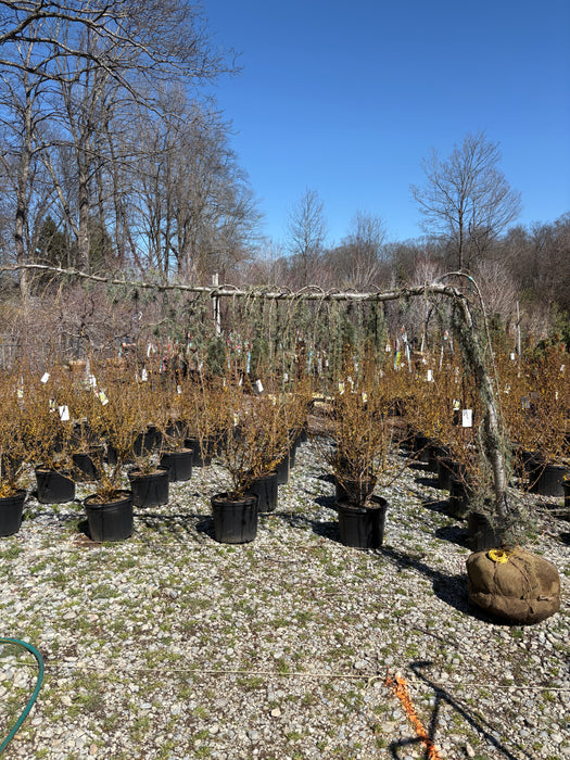 Blue Atlas Cedar