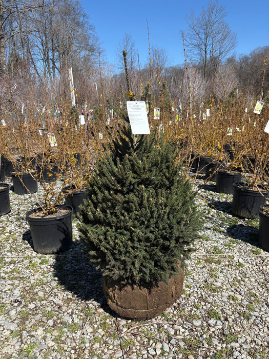 Dwarf Oriental Spruce