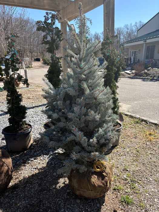 Hoop's Blue Spruce