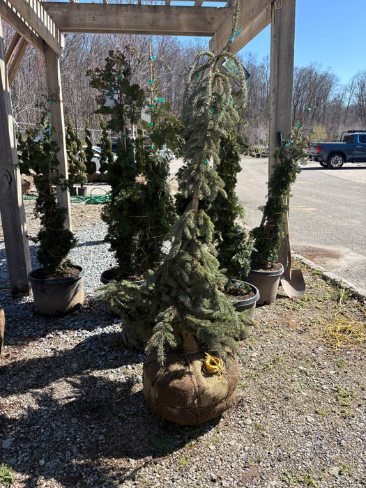 Weeping White Spruce