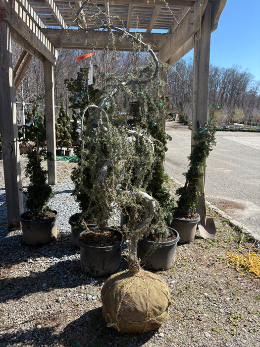 Blue Atlas Cedar