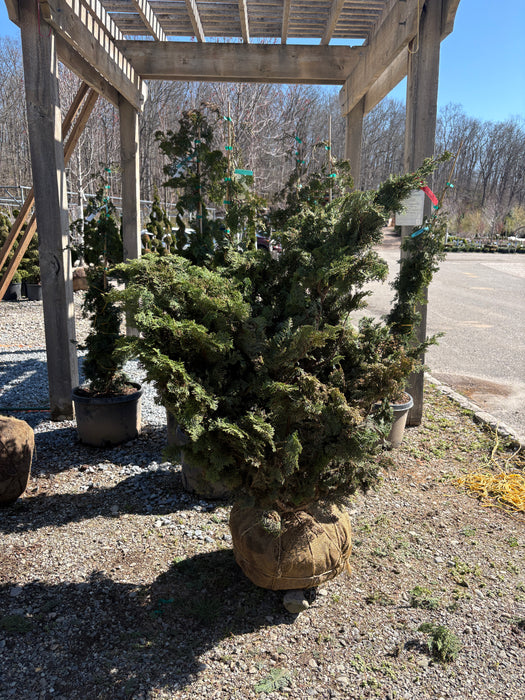 Compact Hinoki Cypress