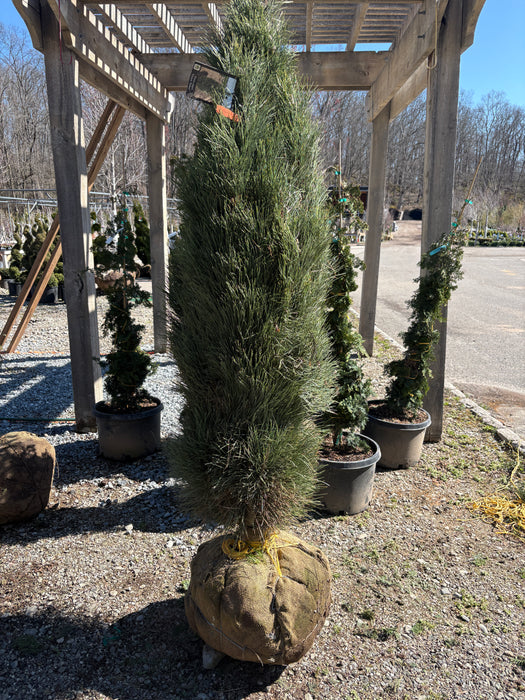 Green Tower Austrian Pine