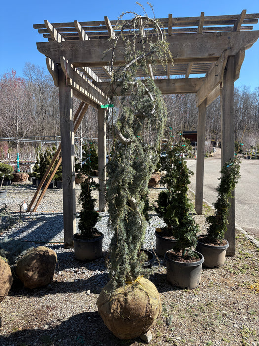 Blue Atlas Cedar