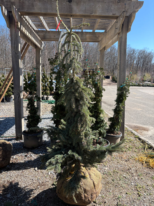 Weeping White Spruce