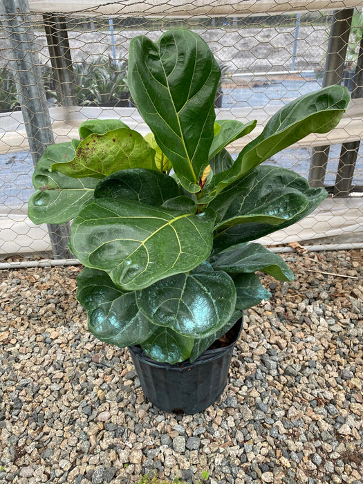 Fiddle Leaf Fig Tree