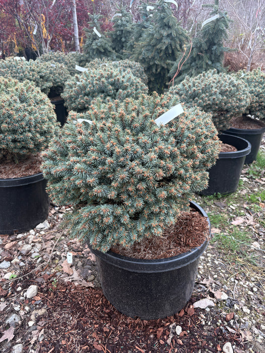 Blue Pearl Blue Spruce