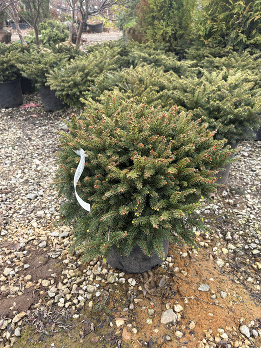 Creeping Norway Spruce