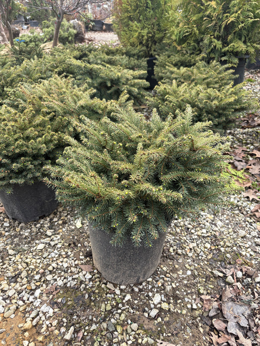 Elegans Nest Spruce